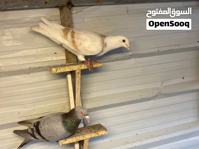 حمام شامي  ازواج