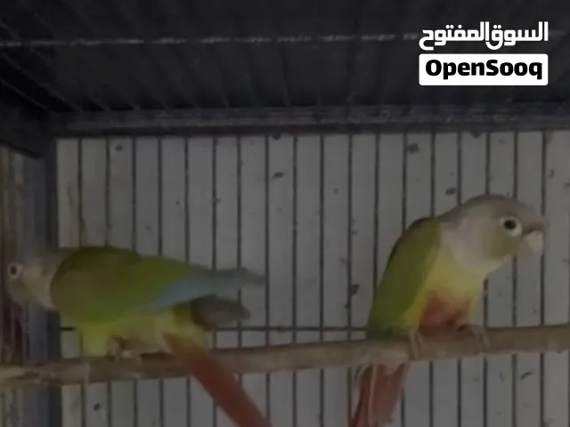 زوج كنيور باينبل