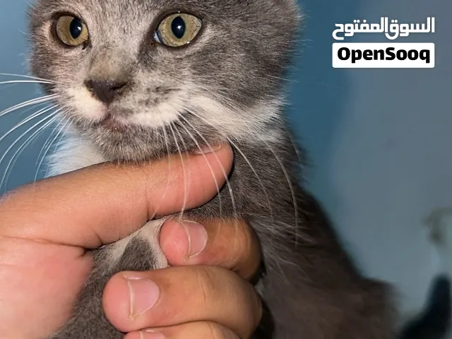 قطه صغيره يسموها أو نوعه سوتكش