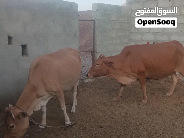 أبقار محلية للبيع الراس ب 500 ريال قابل وإذا كان مع بعض السعر غير