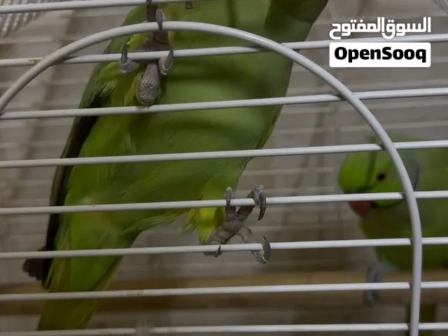 زوج دره متوالف النثيه اليفه - اقرأ الوصف
