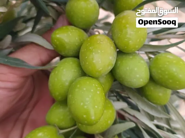زيت زيتون اردني شغل السنه هاي اصلي مكفول