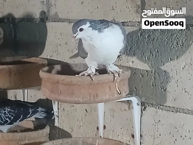 حمام مشكل للبيع كوم