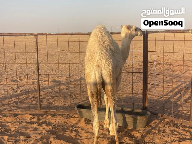 حيران للبيع