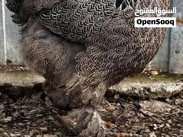 مطلوب براهما