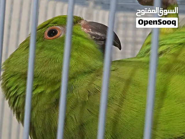 متو أنثى للبيع الوصف مهم في فيديوهات حلوه