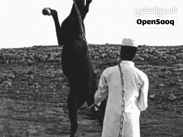 حصان اسود وسط خيل العمر 5 ل6 سنين