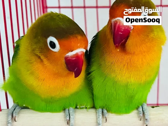 طيور الفاشر