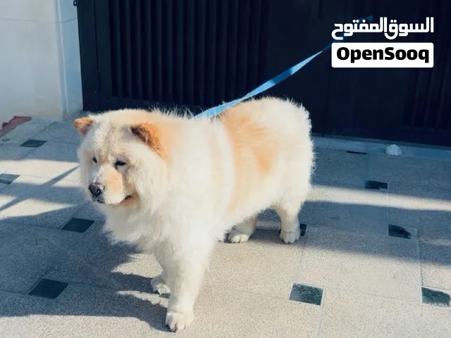 تشاو تشاو اليف