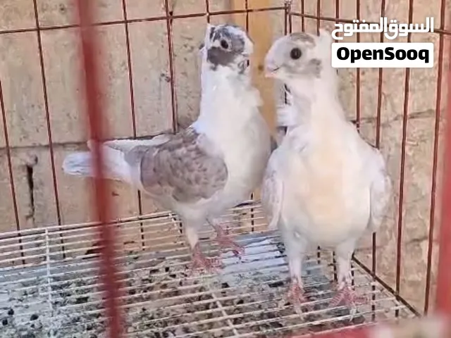 فرخين بقدونسيات حمر