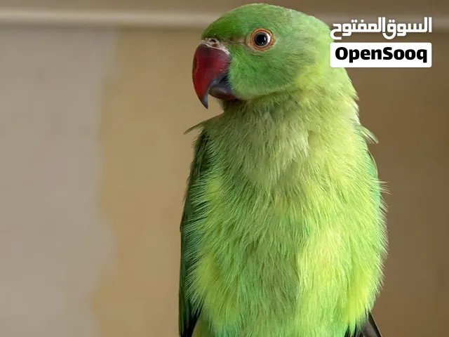 ببغاء درة عمرو تقريبا من 6-7 شهور اليف ولكن مشكلتو بخاف شوي من الحركات السريعة