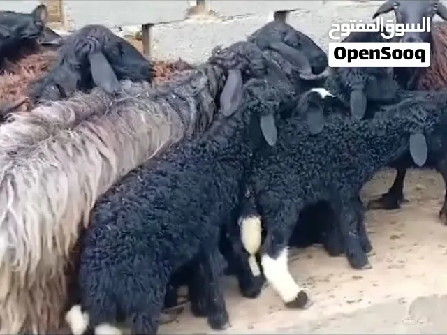 مطلوب جعد عمانيات حجم كبير بسعر مناسب  من قطيع واحد العدد. مفتوح