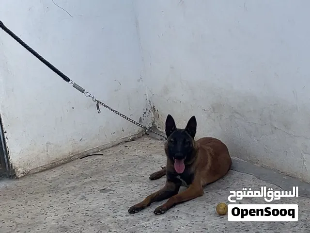 السلام عليكم متاح كلب مالينوا للبيع العمر سنة فيه أوامر اساسيه