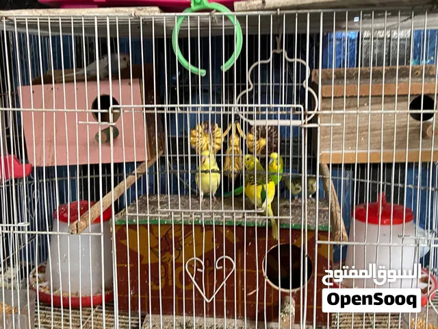 طيور حب واقفاص للبيع
