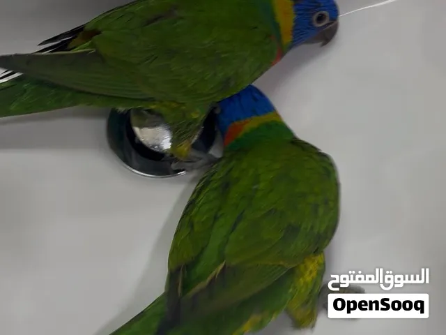 فرخين لوري من إنتاجي أليفين جداً ومافيهم خوف واقرى الوصف
