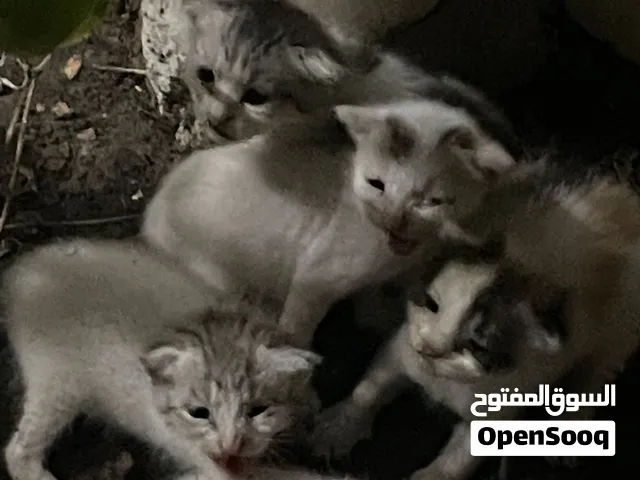 قطط صغيره للتبني مع الام