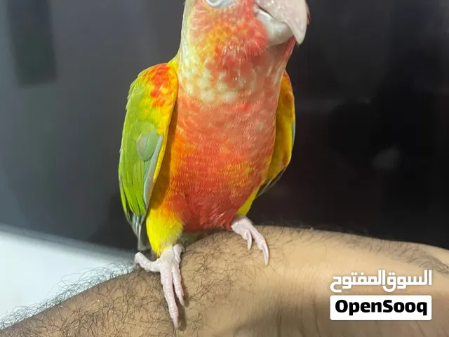 ببغاء بينابول ريد فيس دبل فيكتور