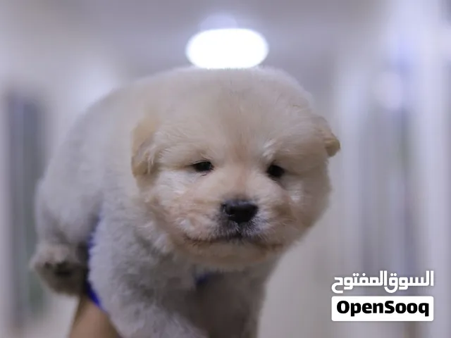 تشاو تشاو مميز ذكر وانثى بسعر مغري مع جميع المطاعيم ومايكروشيب
