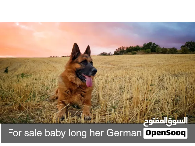 German shepherd