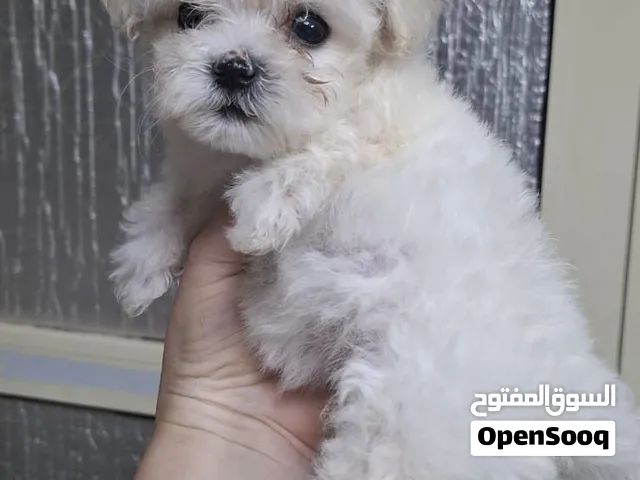 جراوي للبيع