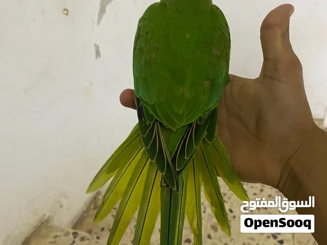 ببغاء دره هندي عمر 5 اسعر أليف  ميه  ب ميه بيع دون قفص او مع قفص