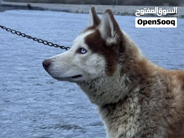هاسكي لون مميز
