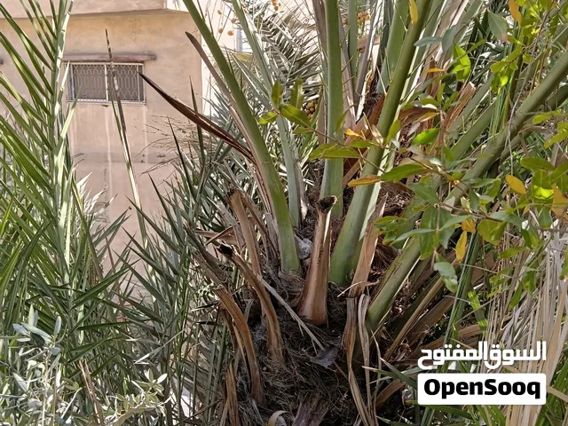 الزرقاء جبل الامير حسن