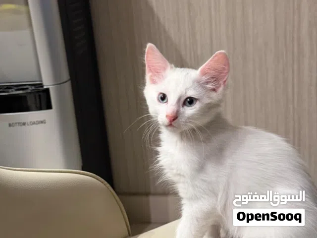 3 turkish angora small kittens for adoption 2 male and 1 female