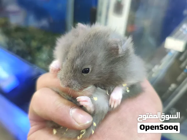 هامستر سوري انتاج مزارع مطعم جاهز لبيته جديد