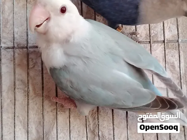 جوز روز برنز فالو اوبلاين شغال تحتو بيض