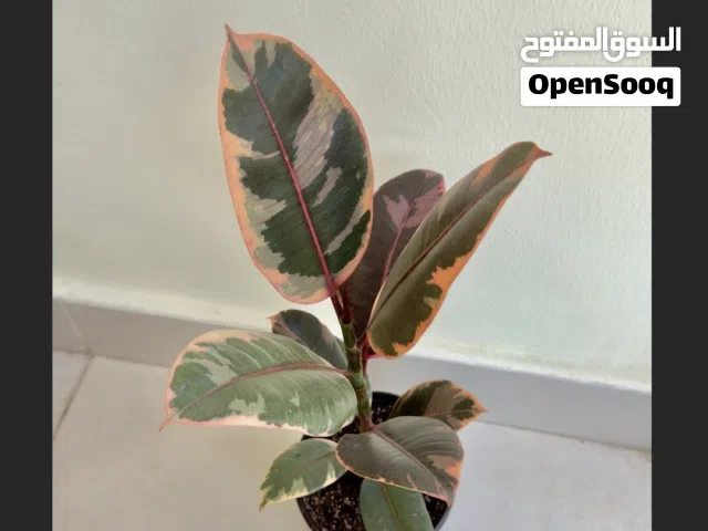 Premium Indoor Plants - نباتات زينة مختلف الاحجام - Good prices - والانواع