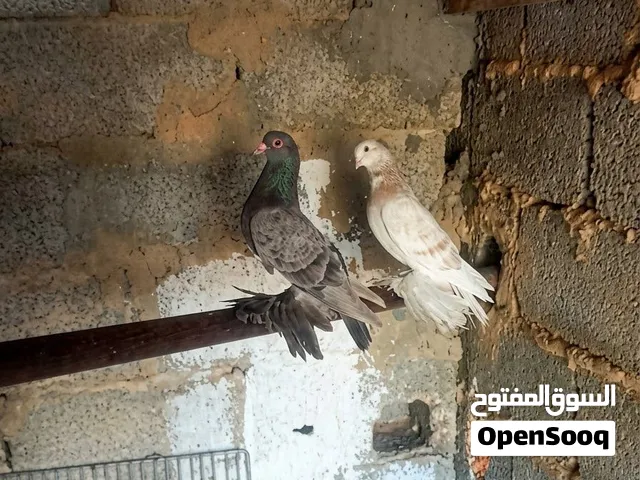 حمام للبيع