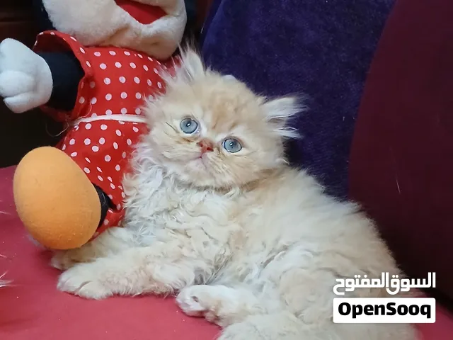 ولد بيرشن هاف بيكى