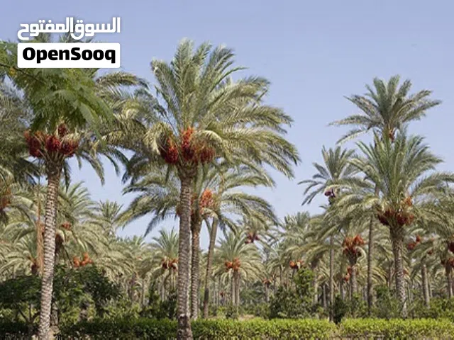 سلام عليكم متوفر فسايل تمر صعيدي نظيف