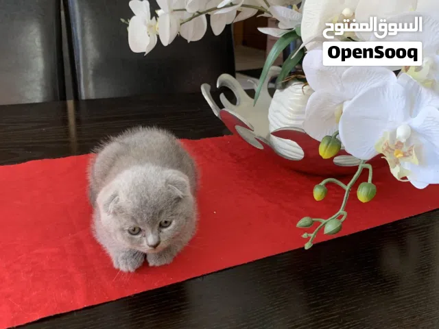 Scottish Fold & British Shorthair Kittens – 6 Weeks Old – Ready for Sale