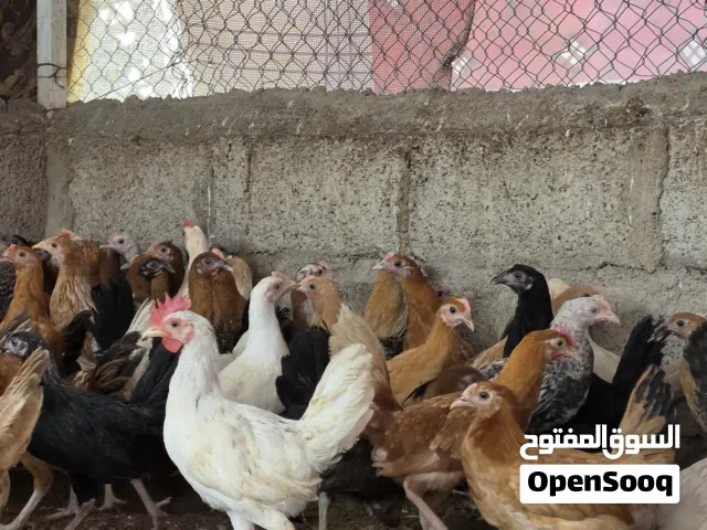 دجاج عماني