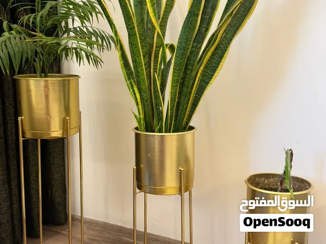 نبات طبيعي مع القحف