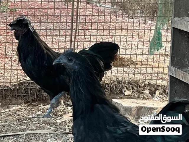 ازواج دجاج الإندونيسي الأسود مستوى قوي