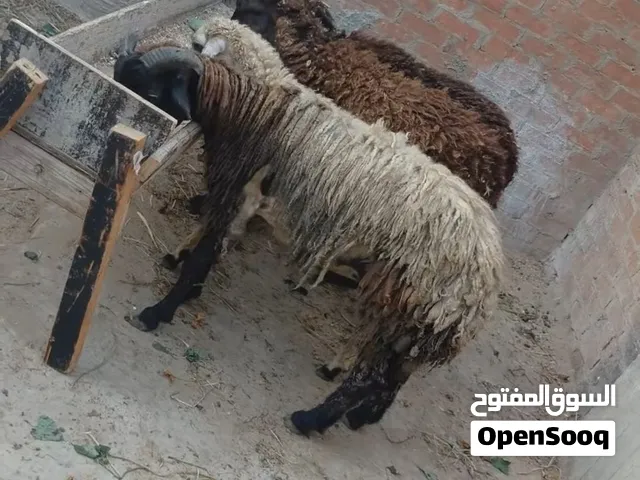 بسم الله الرحمن الرحيم   السبت19/9/2026  متاح4حتت خروف و3بداره   خروف بطل يمشي لحم أوقنيه أوطلوقه بد