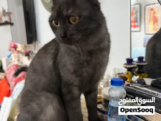قط للتبني لطيف يحب اللعب