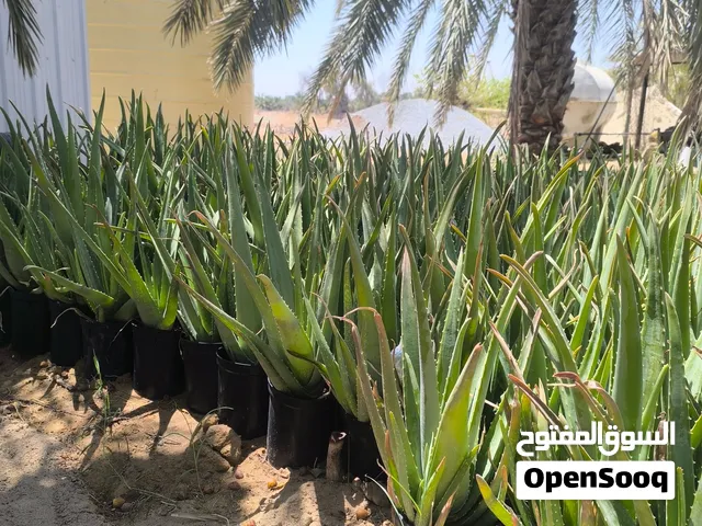 نبات الاوليفير