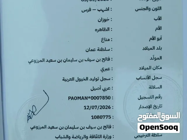 فرس عربيه ريس