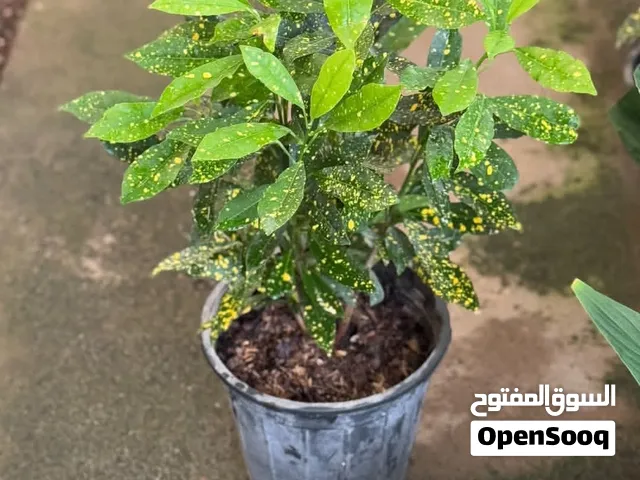نباتات داخلية جميلة جدا بأسعار مناسبة نباتات مائية أيضا متوفرة تناسب المكاتب الكافيهات الوصف مهم