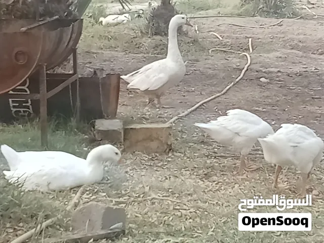 اوز كوبره إلى بيع السعر 200
