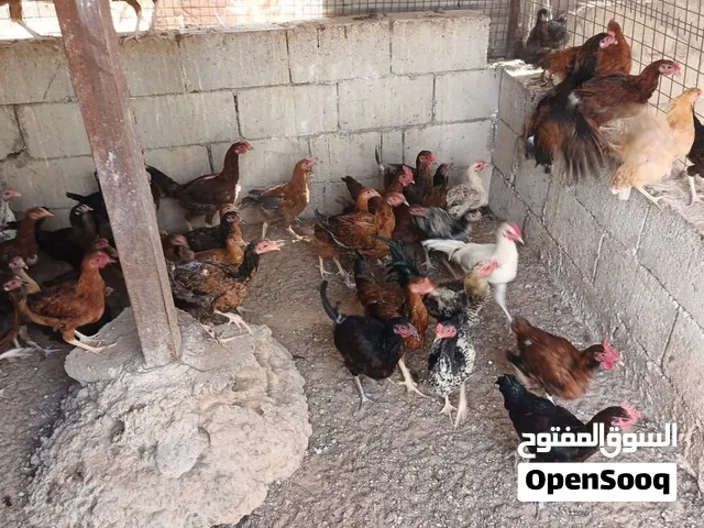 فراخ دجاج للبيع