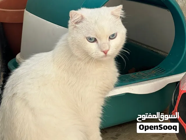 قطه للبيع النوع بريطاني ذكر