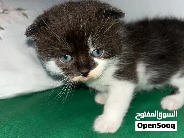 Scottish fold
