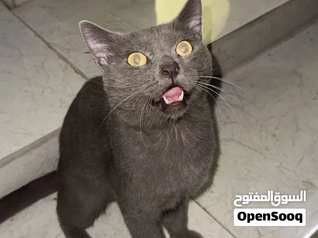 قط ذكر للبيع 120