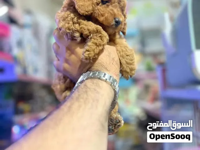 كلب بودل لطيف مع الاطفال اموره طيبه ولعبو موجود كميه محدود اطلب لان توصيل