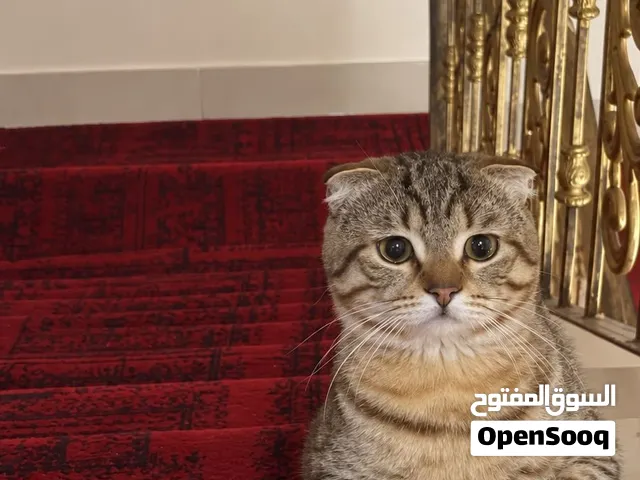 للبيع قط هادئ